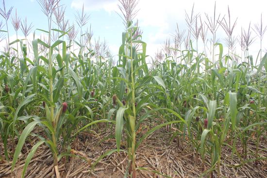 OneCGIAR Agroecology Initiative