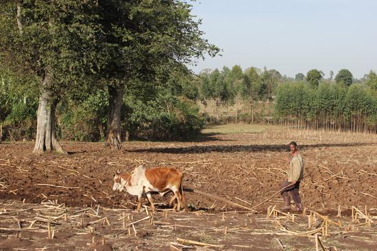 DFID USAID New Agrarian Change